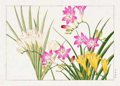 Freesia Botanical Illustration Poster. poster print
