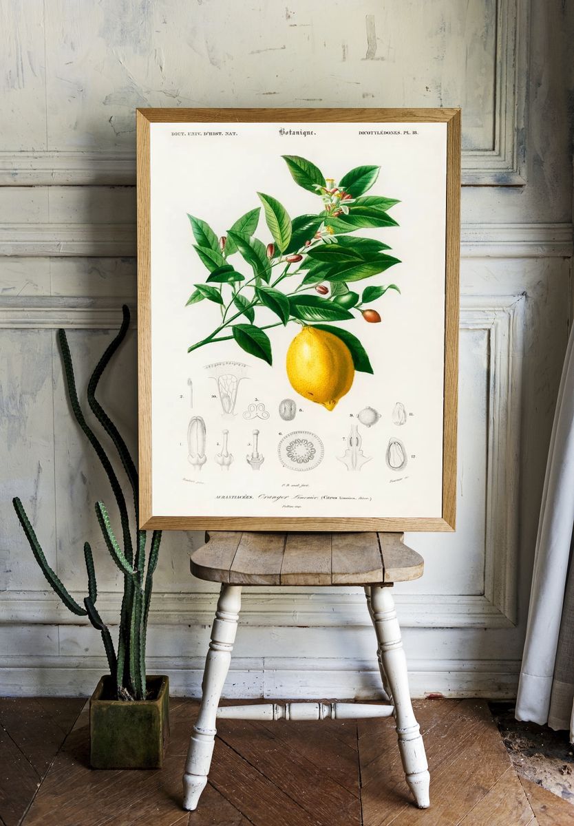 Lemon (Citrus Limonium) illustrated Charles room preview