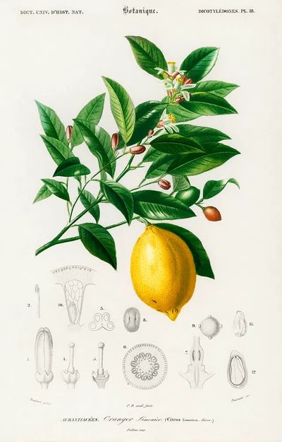 Lemon (Citrus Limonium) illustrated Charles. poster
