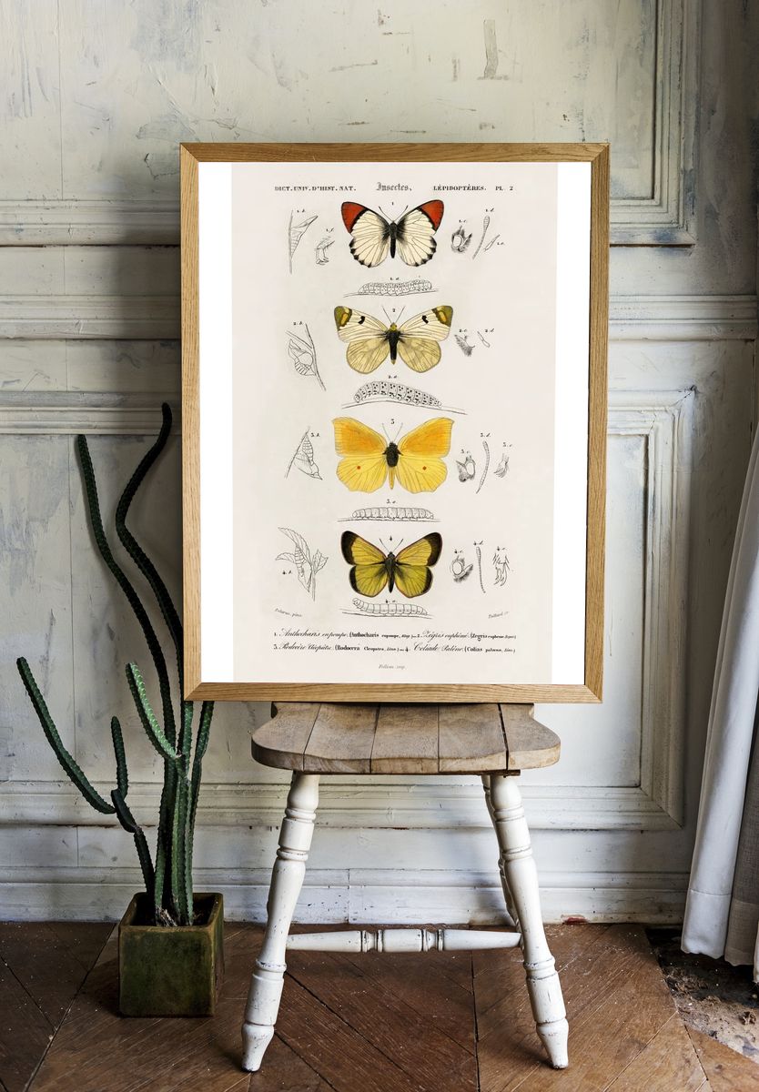 Different types butterfly illustrated Charles. — room view 1
