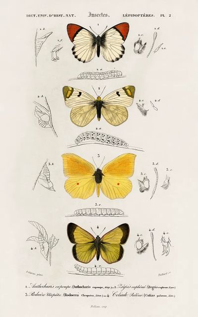 Different types butterfly illustrated Charles. poster print