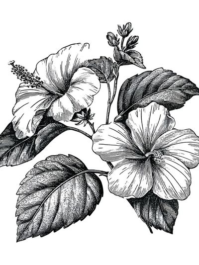 Hibiscus Botanical Print. poster