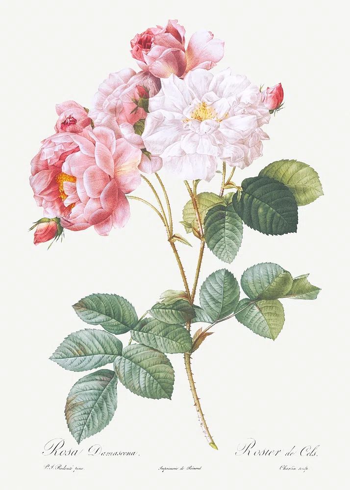 Rosa × damascena, Rosebush (Rosa damascena) from Les Roses (1817–1824). poster detail