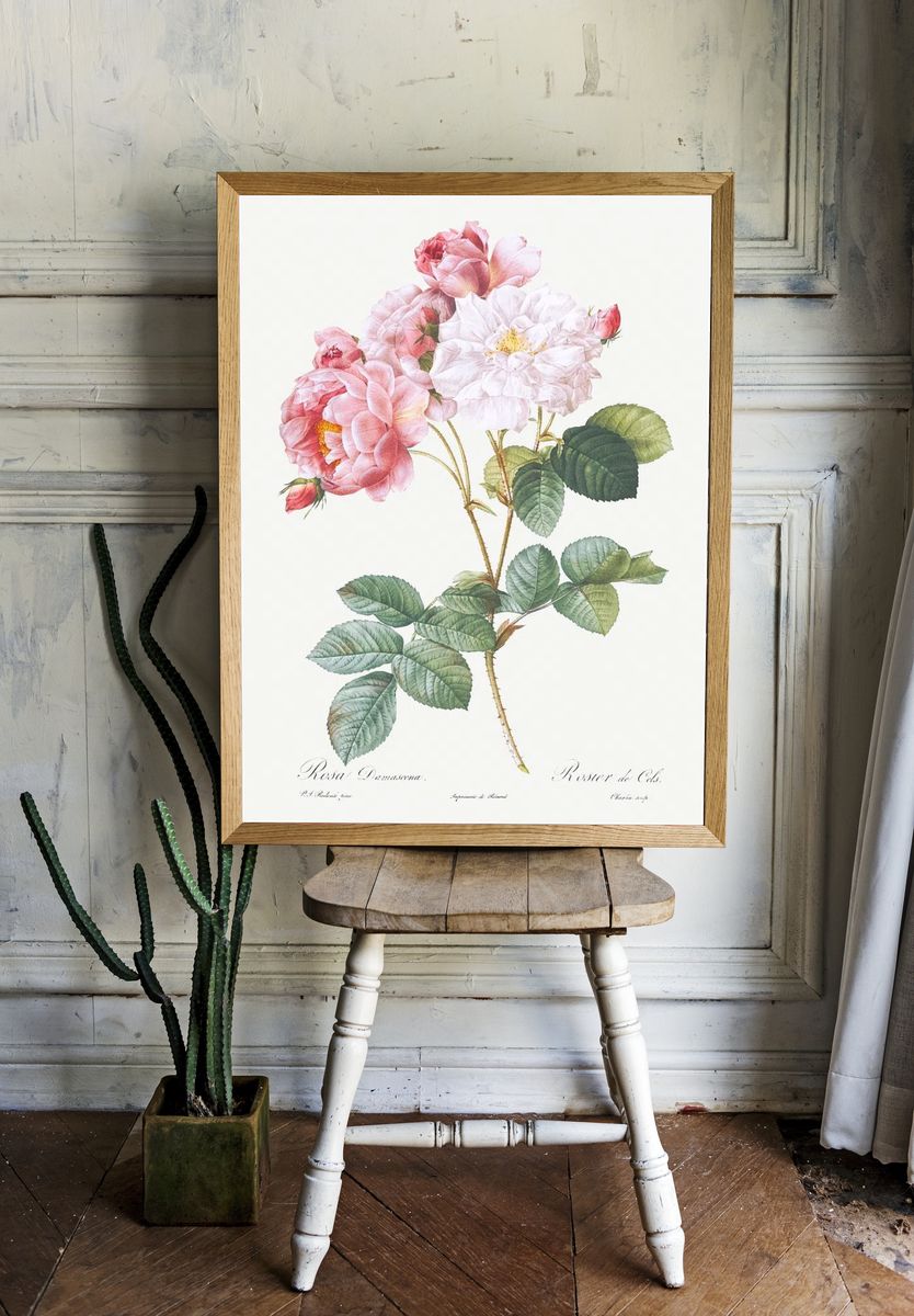 Rosa × damascena, Rosebush (Rosa damascena) from Les Roses (1817–1824). — room view 1
