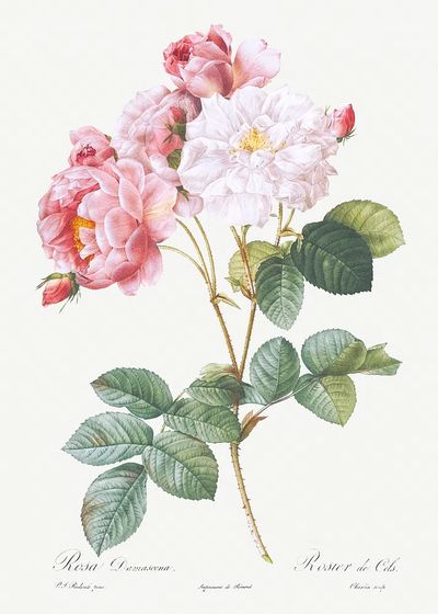 Rosa × damascena, Rosebush (Rosa damascena) from Les Roses (1817–1824). poster print