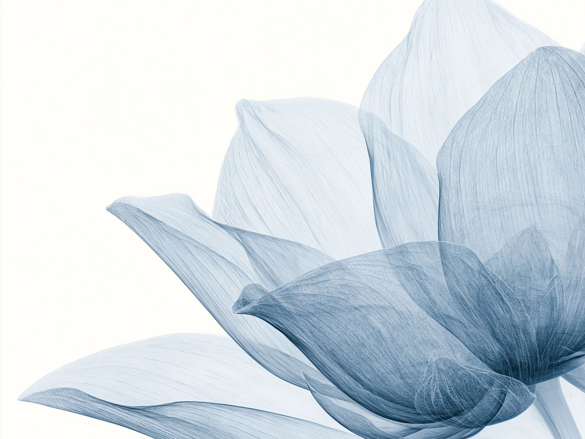 Blue Petal Abstract Print. poster — botanical art