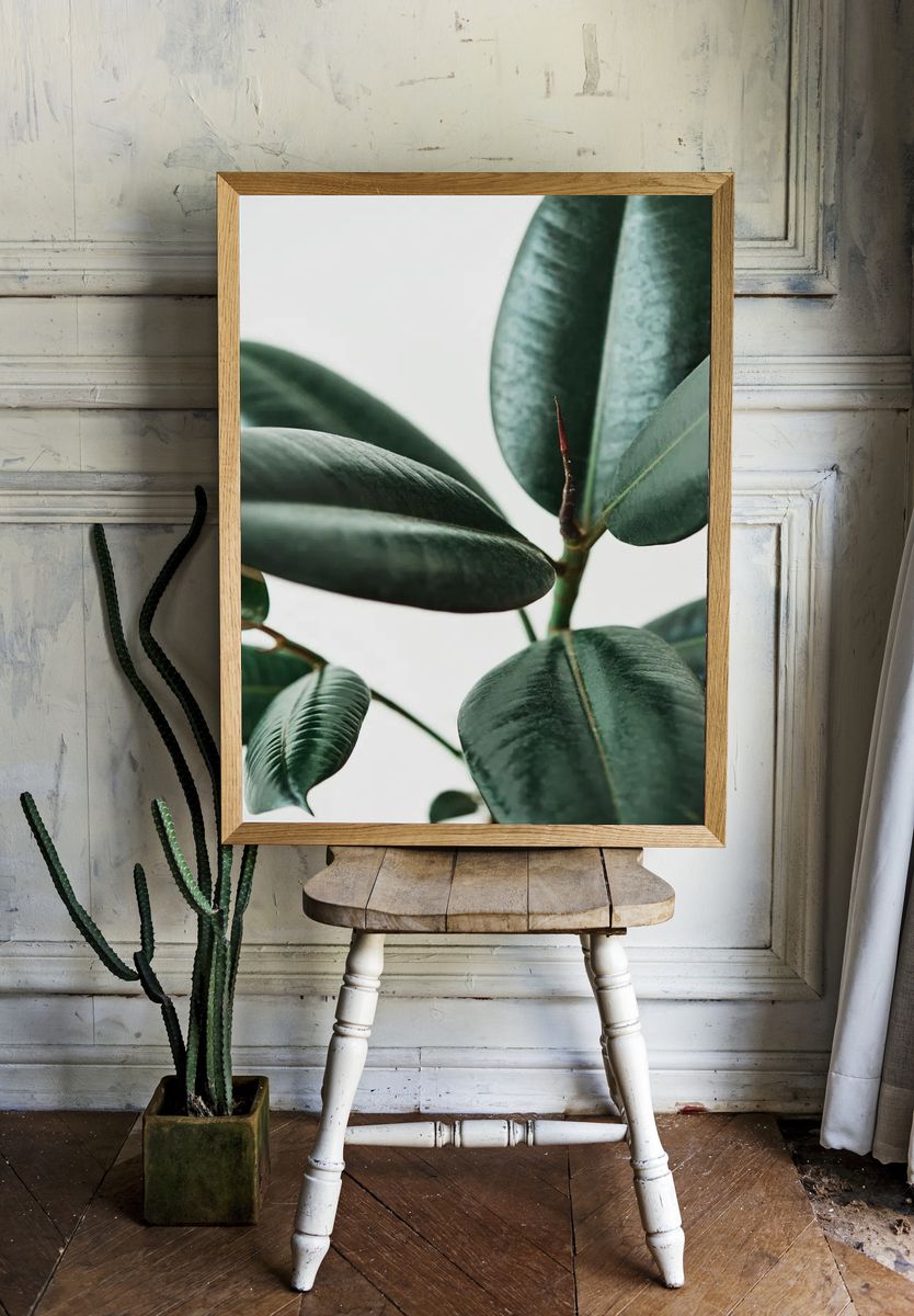 Rubber plant leaves gray background. — room view 1