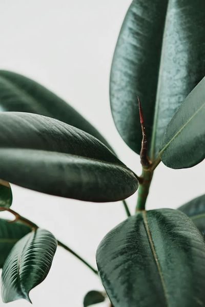 Rubber plant leaves gray background. poster print