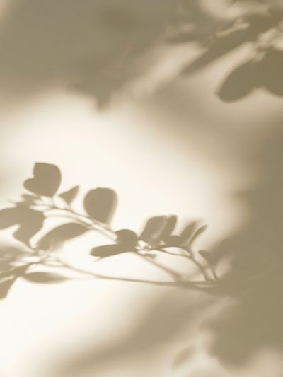 Soft Botanical Shadows Print.