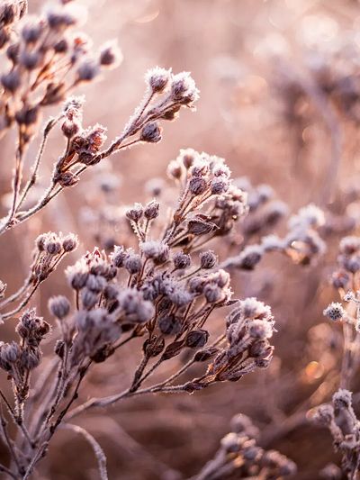 Dead flowers frozen field.