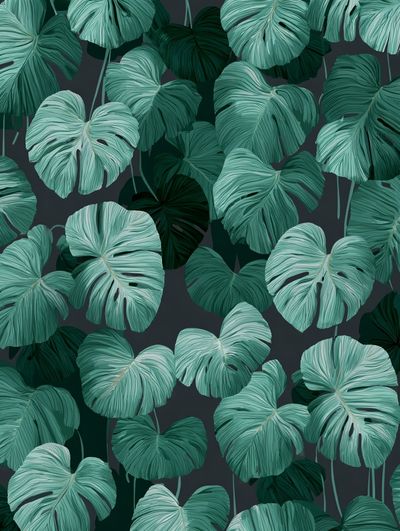Tropical Monstera Leaves Illustration Poster. poster print