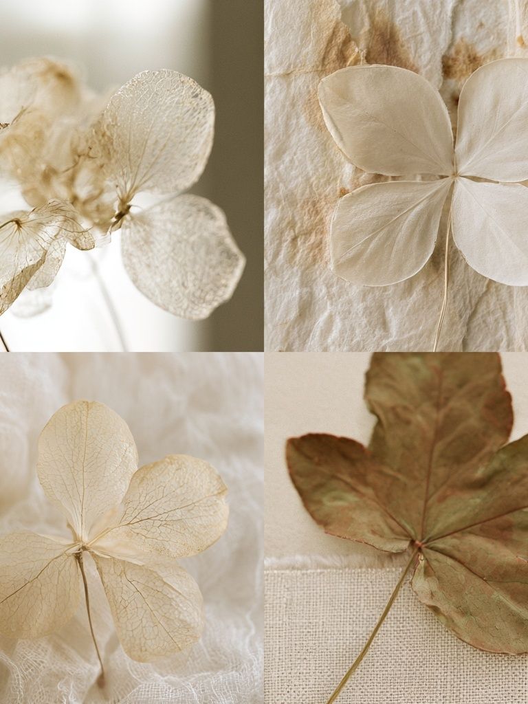 Pressed Hydrangea Botanical Print. poster — botanical art