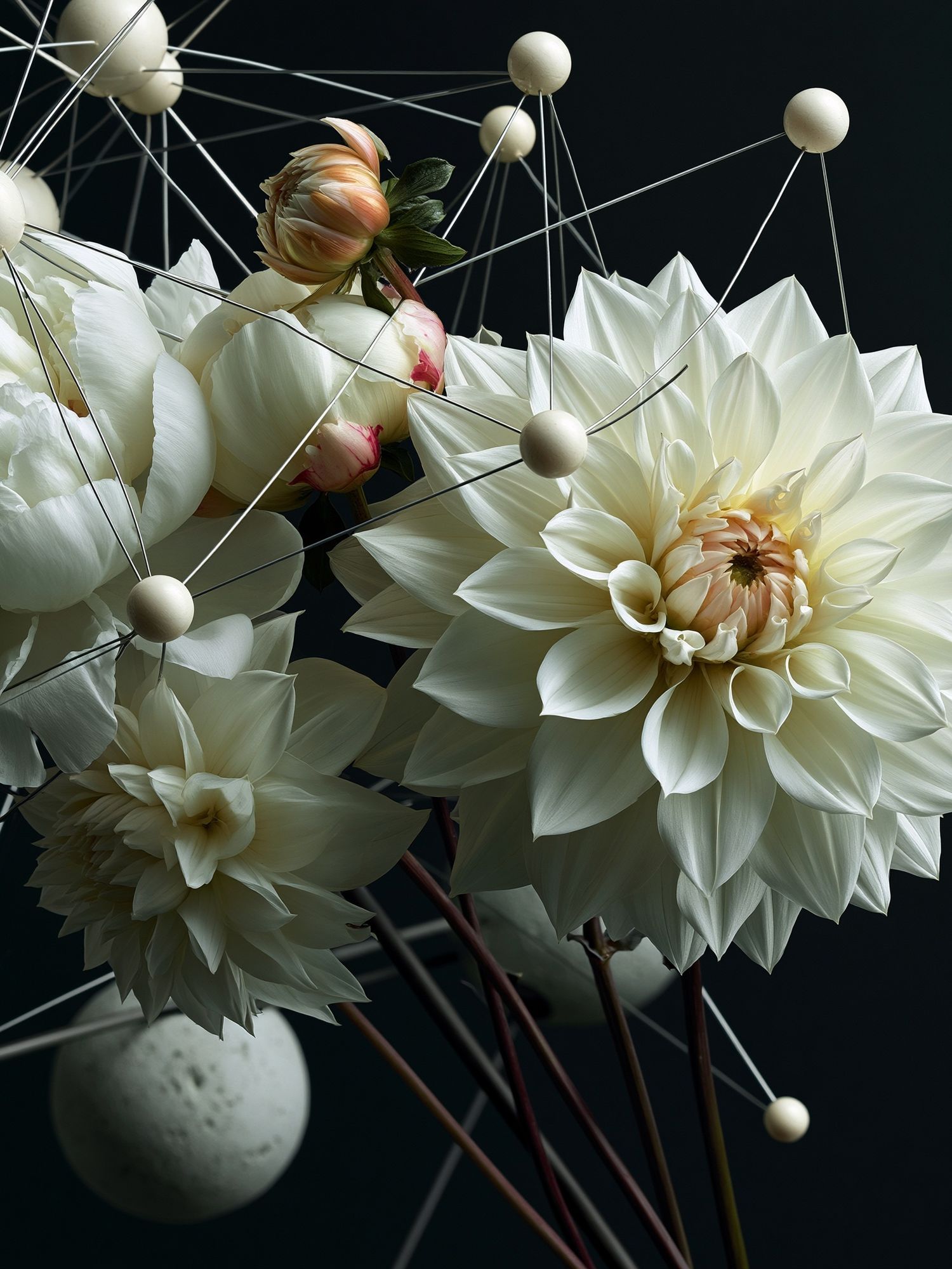 White Dahlia Geometry Print. poster — botanical art