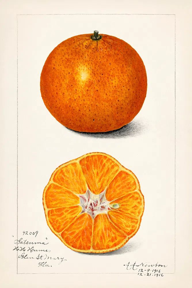 Orange (Citrus Sinensis) (1916) Amanda. poster detail