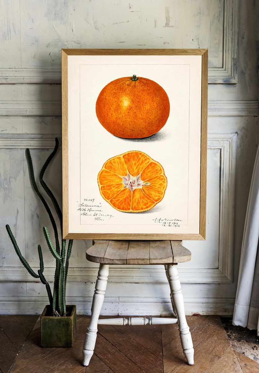 Orange (Citrus Sinensis) (1916) Amanda room preview