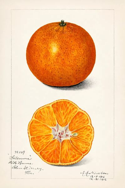 Orange (Citrus Sinensis) (1916) Amanda.