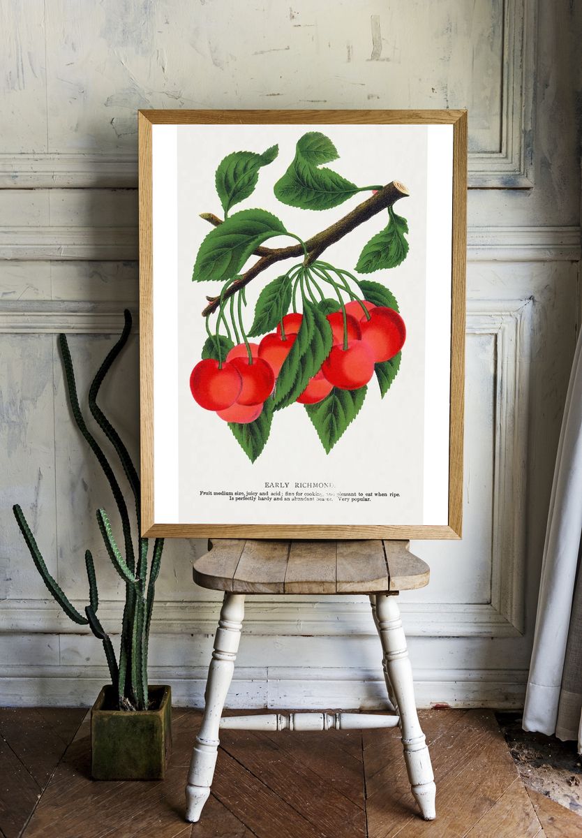 Early Richmond Cherry Botanical Print room preview