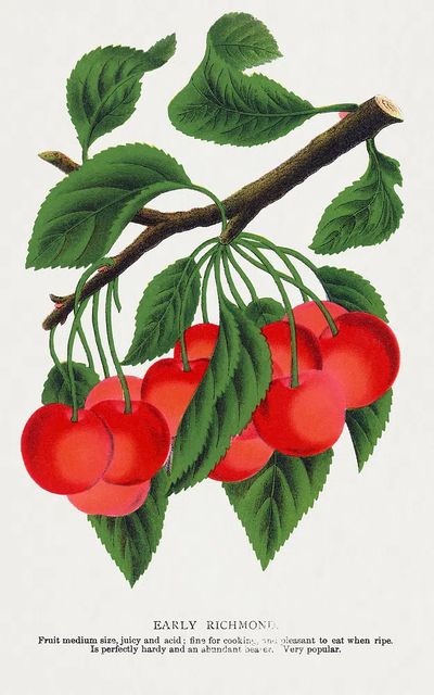Early Richmond Cherry Botanical Print.