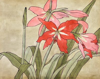 Amaryllis (1915) Hannah Borger Overbeck. poster print