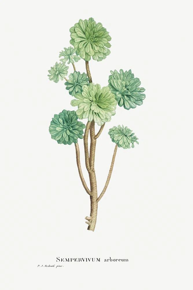 Sempervivum Arboreum (Tree Houseleek) Histoire. poster — botanical art