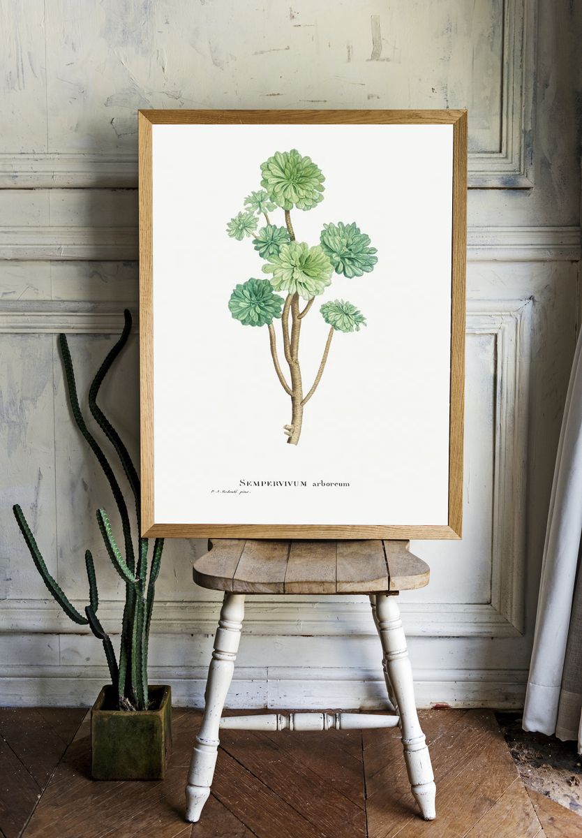 Sempervivum Arboreum (Tree Houseleek) Histoire. — room view 1