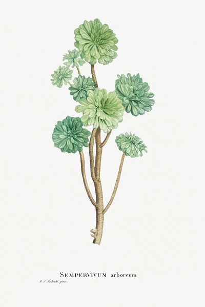 Sempervivum Arboreum (Tree Houseleek) Histoire. poster print