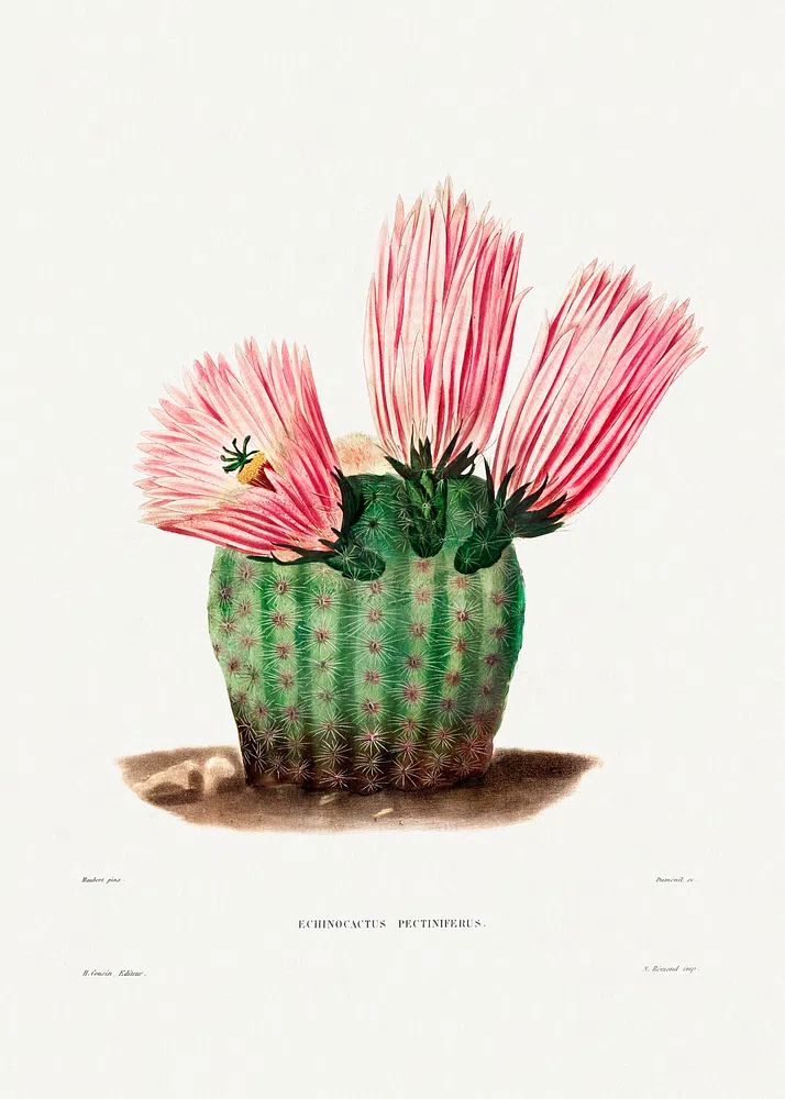 Rainbow Cactus (Echinocactus Pectiniferus) Iconographie. poster detail
