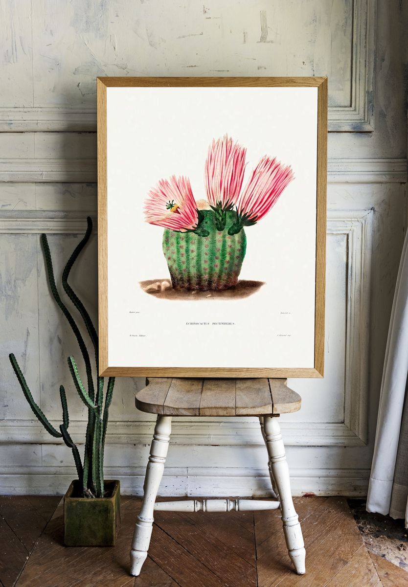 Rainbow Cactus (Echinocactus Pectiniferus) Iconographie. — room view 1