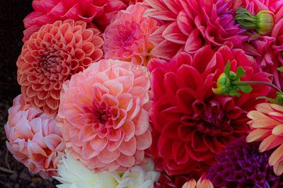 Dahlias soak sun Summer Dreams. poster print