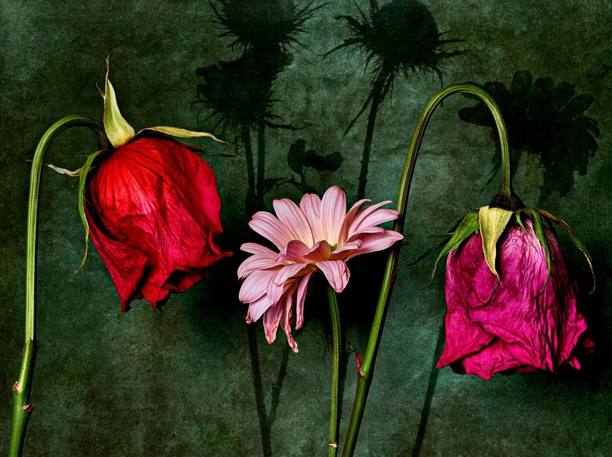 Wilted Flowers Botanical Print. poster detail
