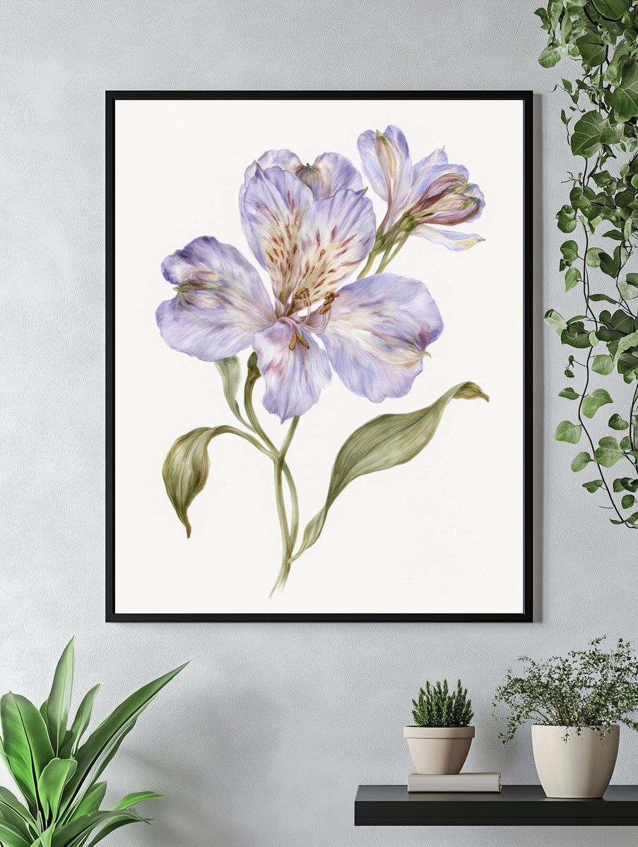 Lilac Alstroemeria Botanical Print. — room view 4