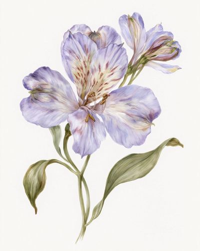 Lilac Alstroemeria Botanical Print. poster