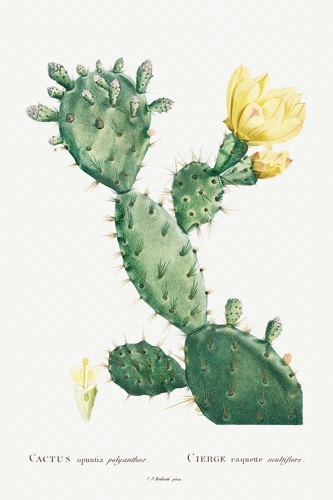 Aloe Opuntia Polyanthos Image Histoire. poster detail