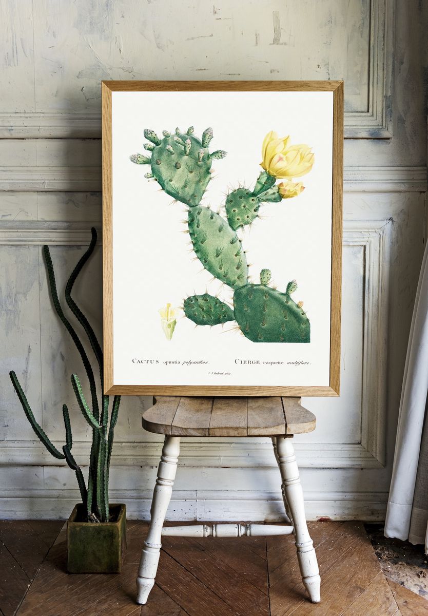Aloe Opuntia Polyanthos Image Histoire. room preview