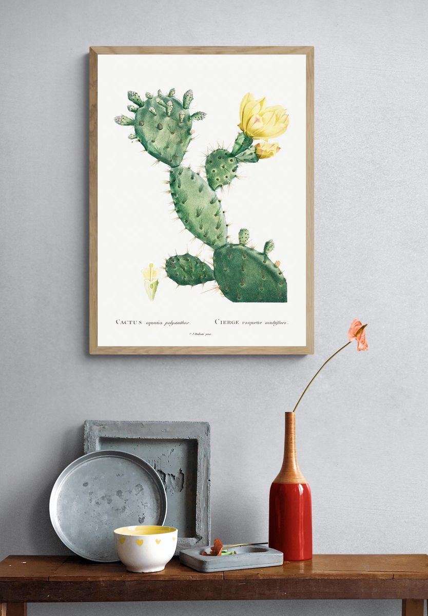 Aloe Opuntia Polyanthos Image Histoire. — room view 3