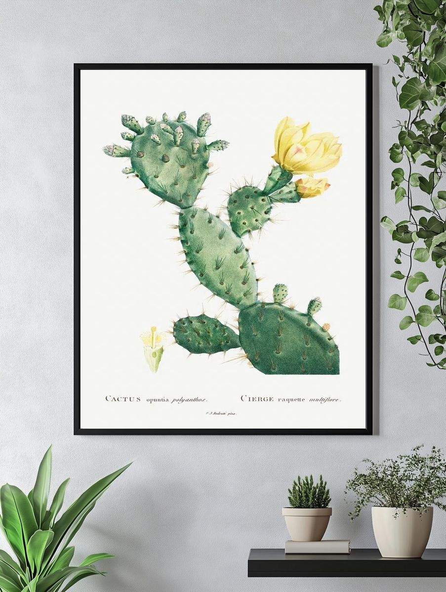 Aloe Opuntia Polyanthos Image Histoire. — room view 4