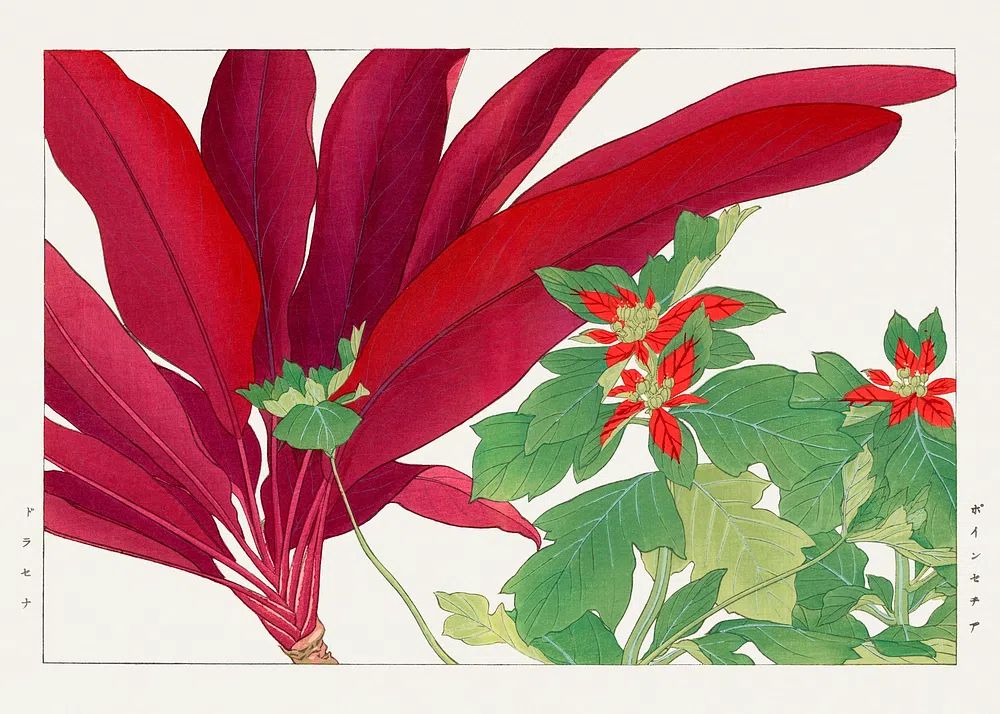 Poinsettia Botanical Illustration Poster. poster detail