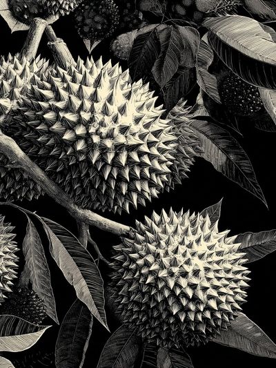 Durian Botanical Ink Poster.