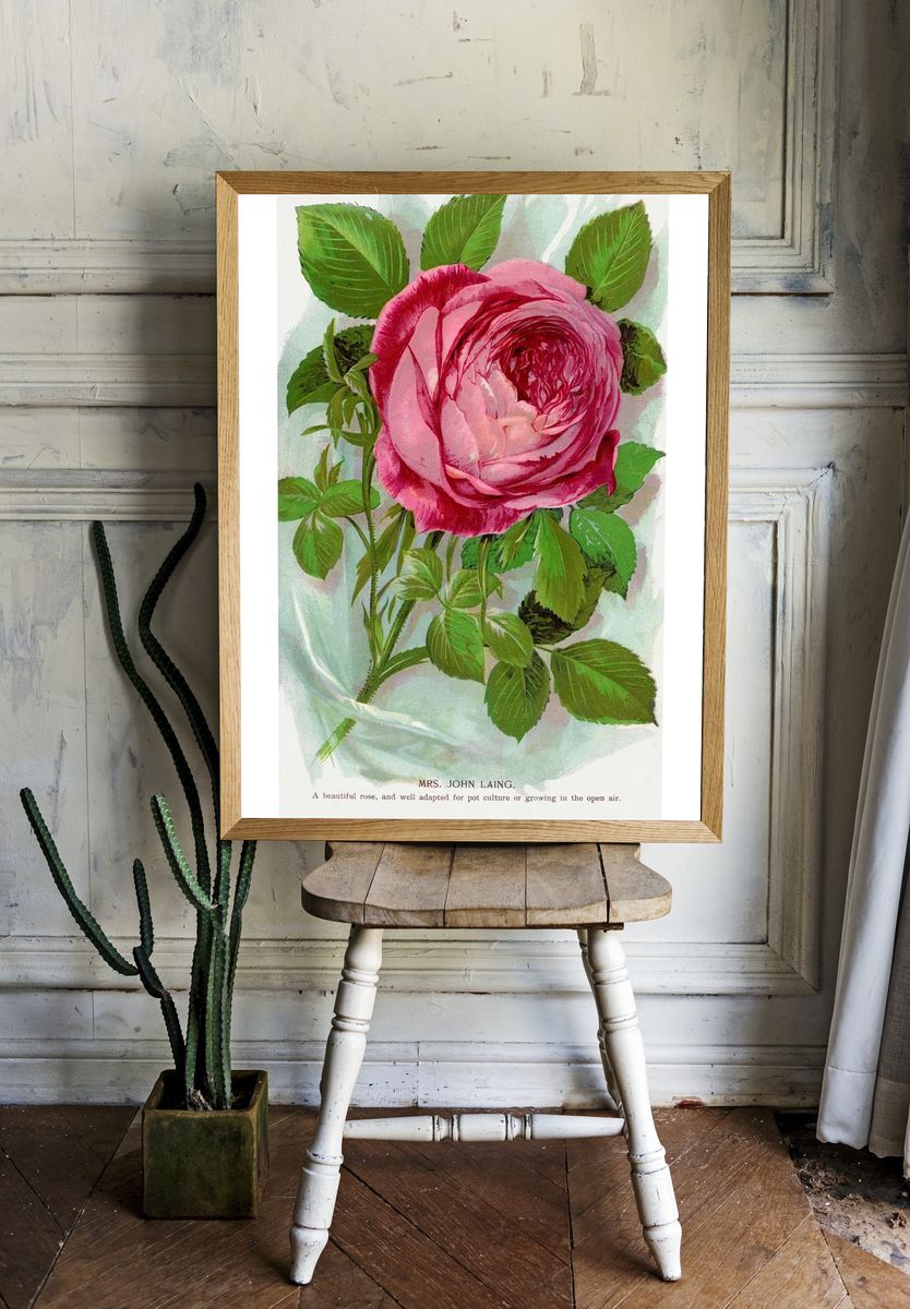 Pink Rose Botanical Vintage Poster room preview