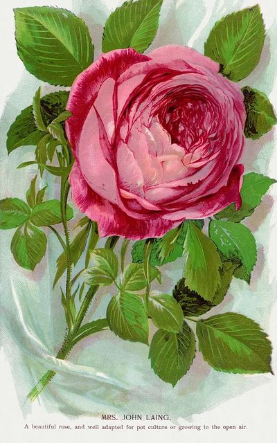 Pink Rose Botanical Vintage Poster. poster print