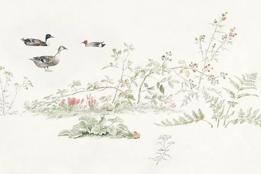 Studieblad met planten en watervogels. poster — botanical art