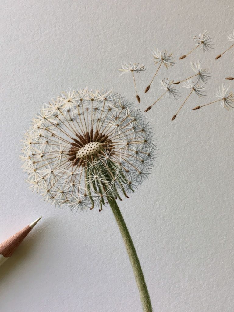 Dandelion Seed Drift Botanical Print. poster — botanical art