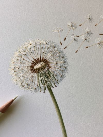 Dandelion Seed Drift Botanical Print.