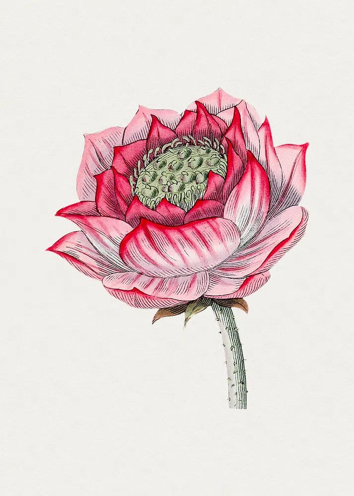 Hand drawn lotus. Original Biodiversity. poster detail
