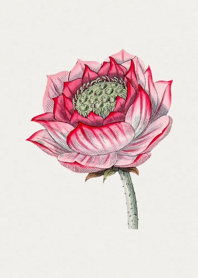 Hand drawn lotus. Original Biodiversity. poster