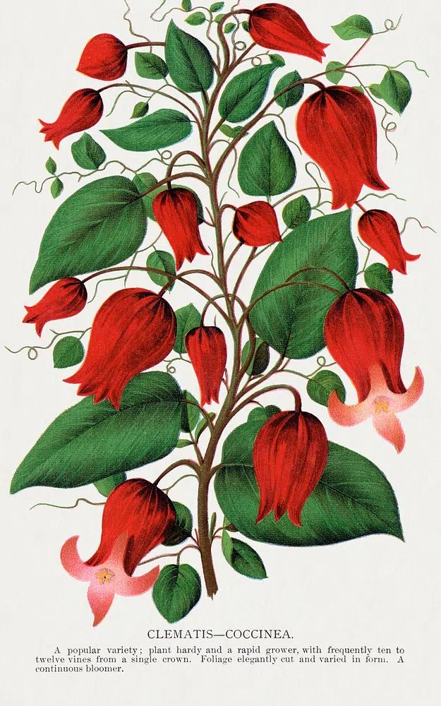 Red flower, Clematis Coccinea lithograph. poster detail