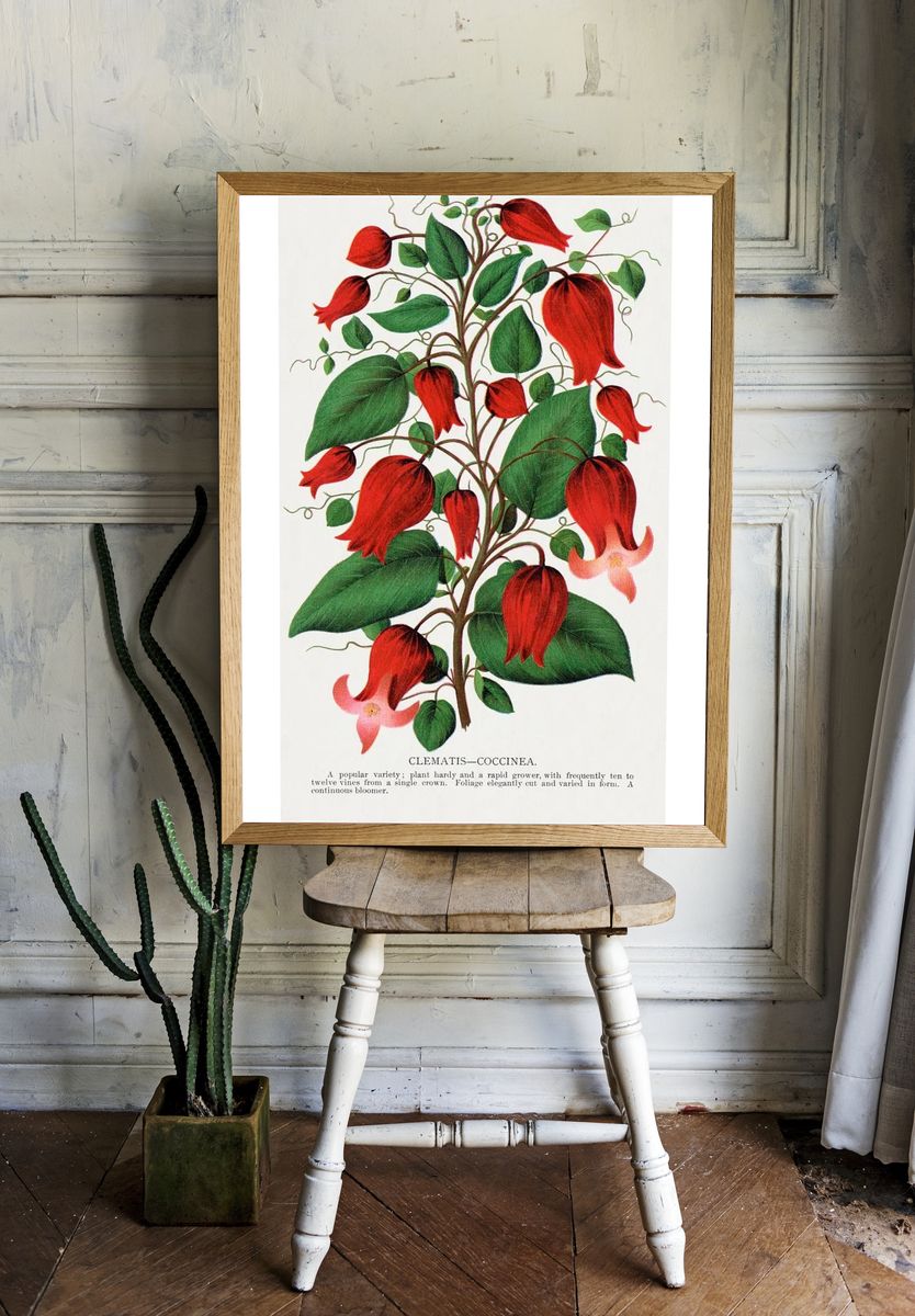Red flower, Clematis Coccinea lithograph. — room view 1