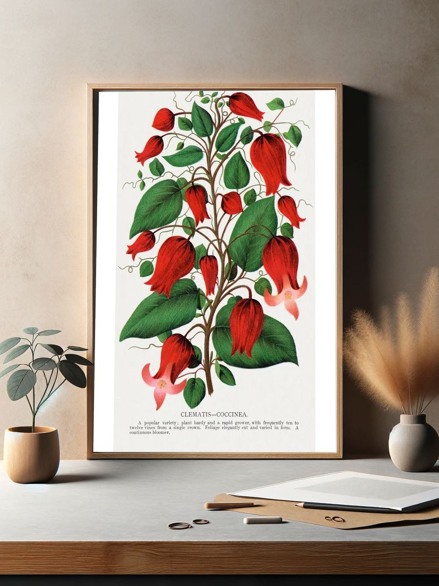 Red flower, Clematis Coccinea lithograph. — room view 2