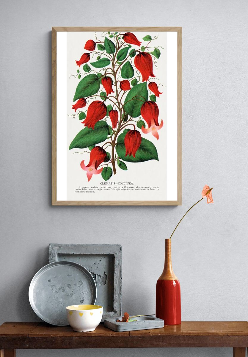 Red flower, Clematis Coccinea lithograph. — room view 3