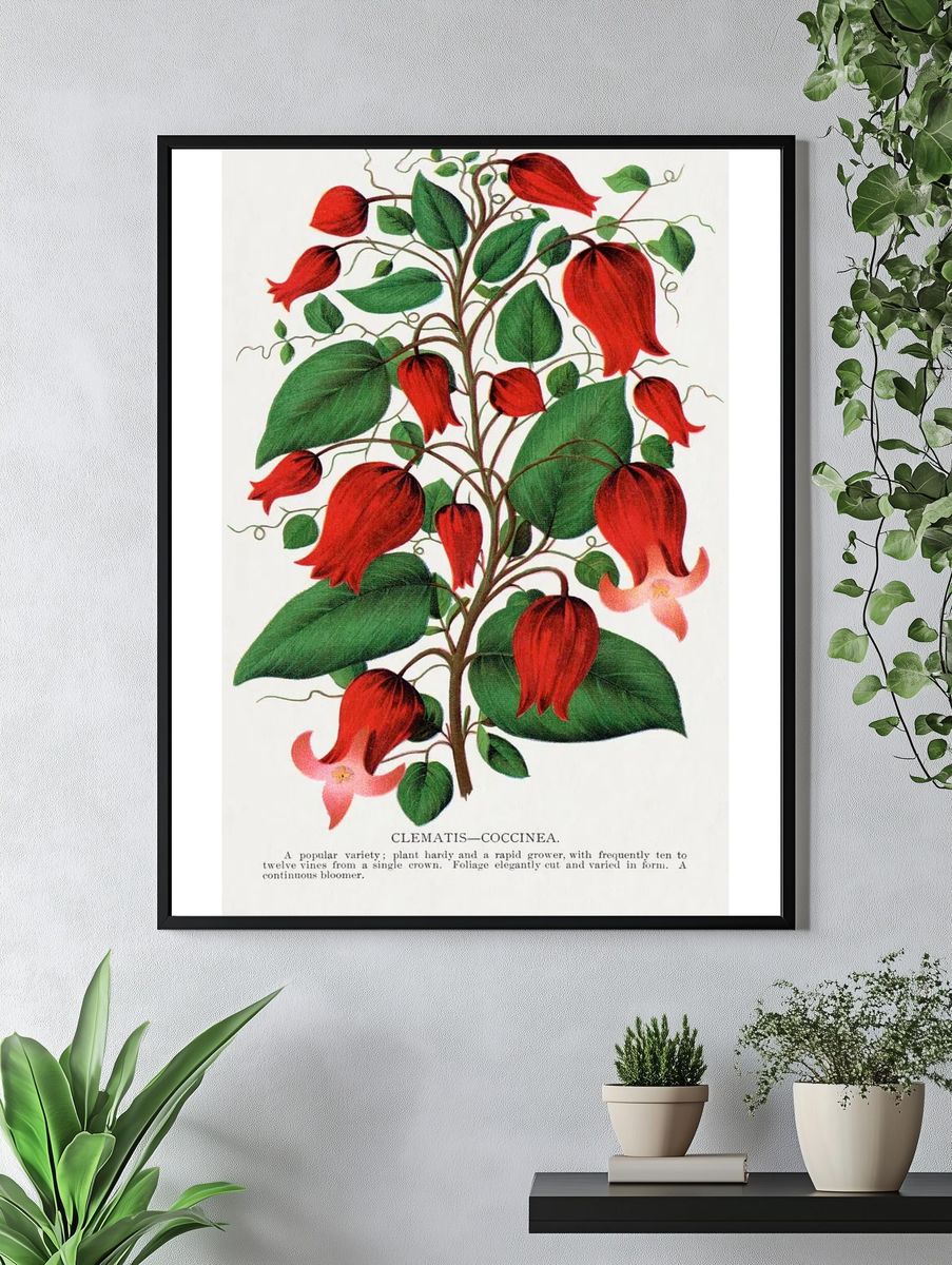 Red flower, Clematis Coccinea lithograph. — room view 4